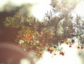 短剧【从今以后，我不奉陪了（76集）花果果&贺龙天】介绍