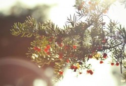 短剧【从今以后，我不奉陪了（76集）花果果&贺龙天】介绍