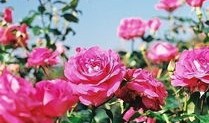 AI短剧真的能讲好错过的故事吗？看完满山花开未逢君我有了答案