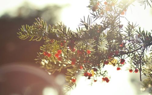 短剧【从今以后，我不奉陪了（76集）花果果&贺龙天】介绍